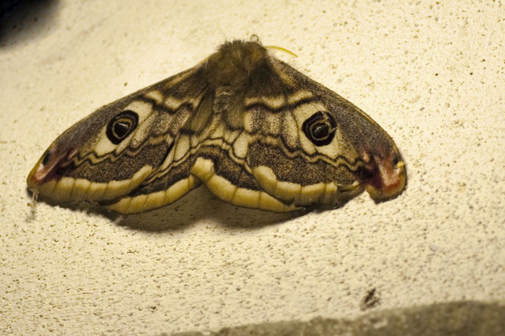 Conferma Saturnia pavoniella ?